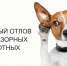 Вниманию владельцев домашних животных! - Газета Ладога